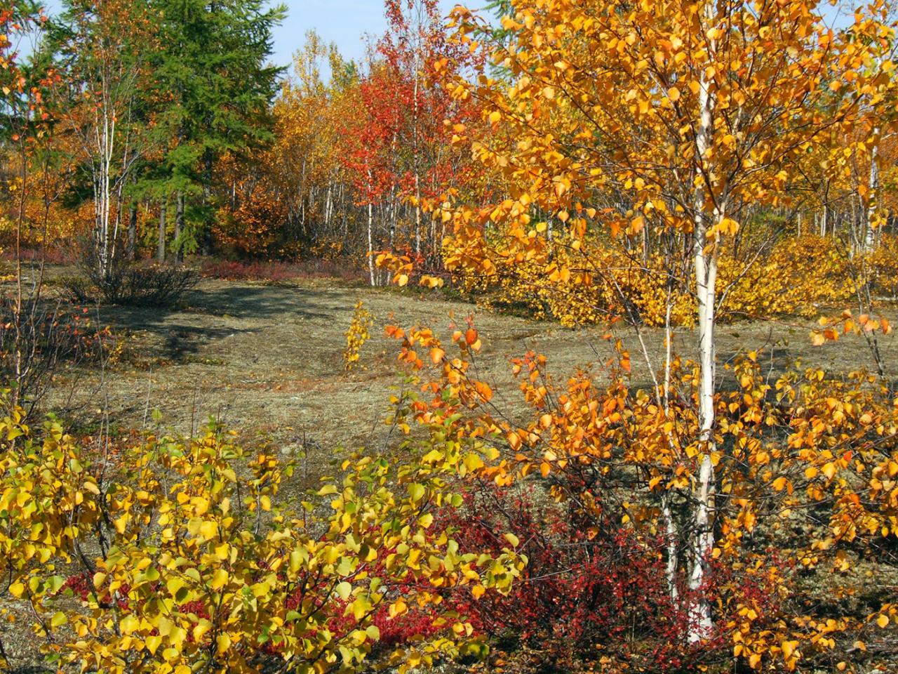 обои Золотая осень в берёзовом, красивом лесу фото