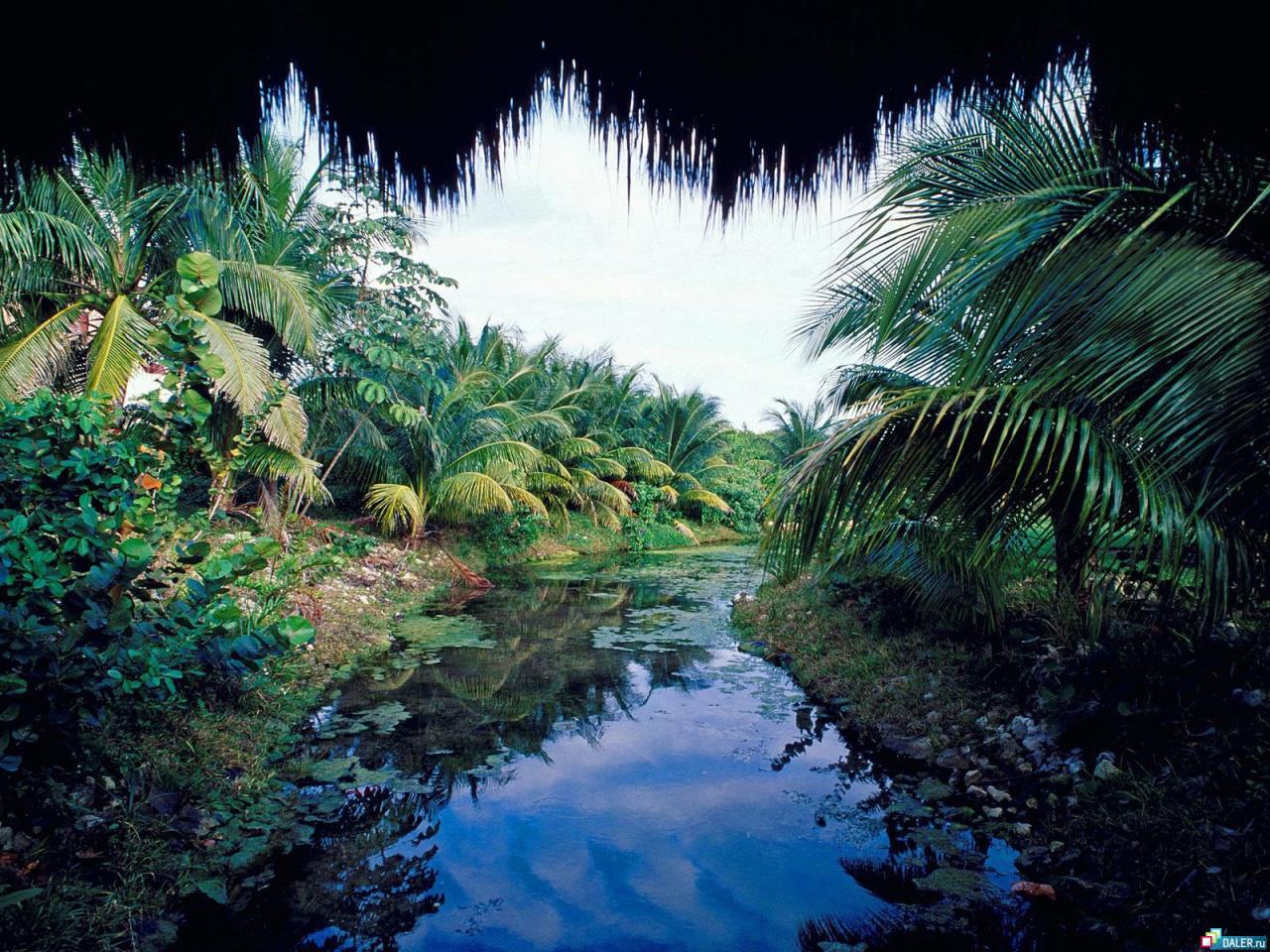 обои Тропическая река фото