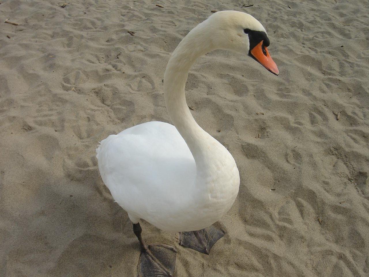 обои Лебедь на песке фото