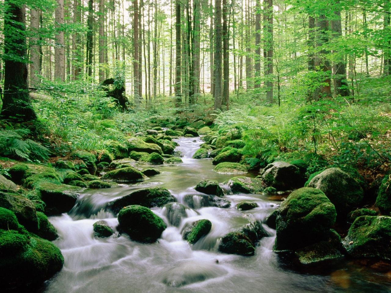 обои Bayerischer Wald,National Park,Germany фото