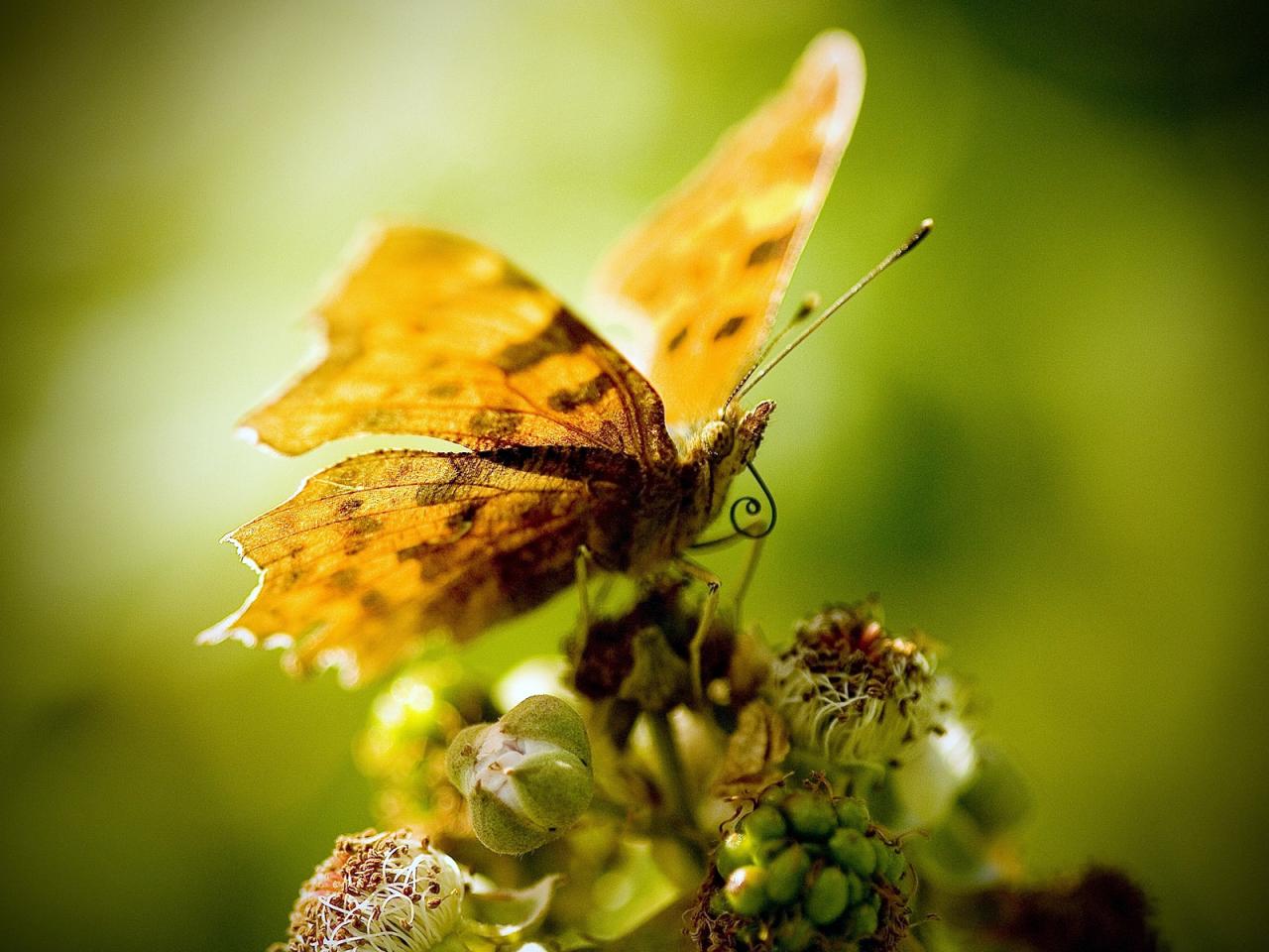 обои Бабочка на цветке фото