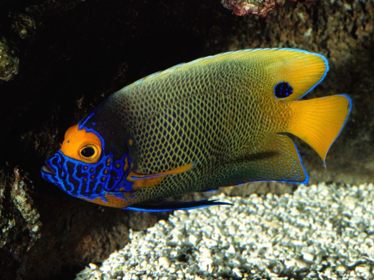 обои Разноцветная рыба фото