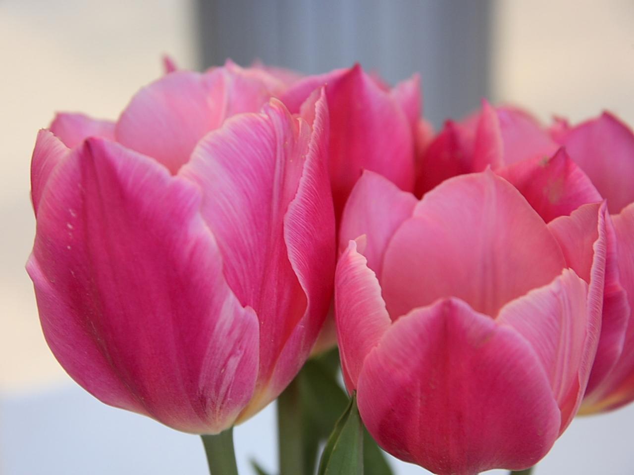 обои Хрупкие тюльпаны нежно-розового цвета фото