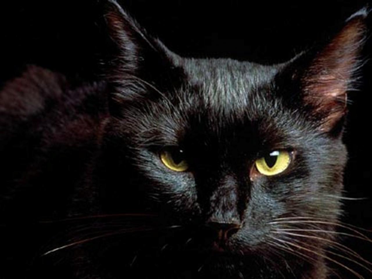 обои Black cat фото