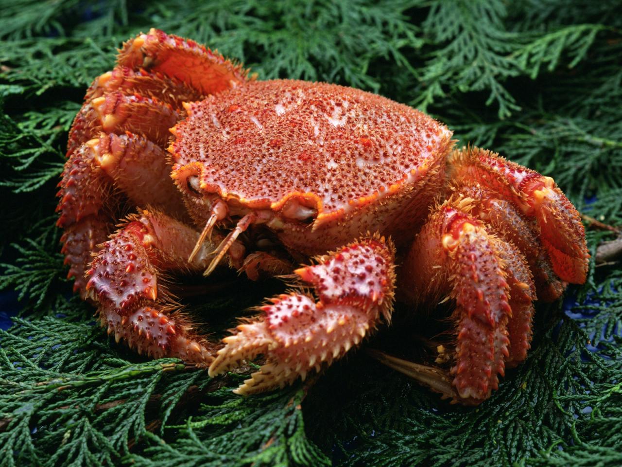 обои Seafood Big Crab фото