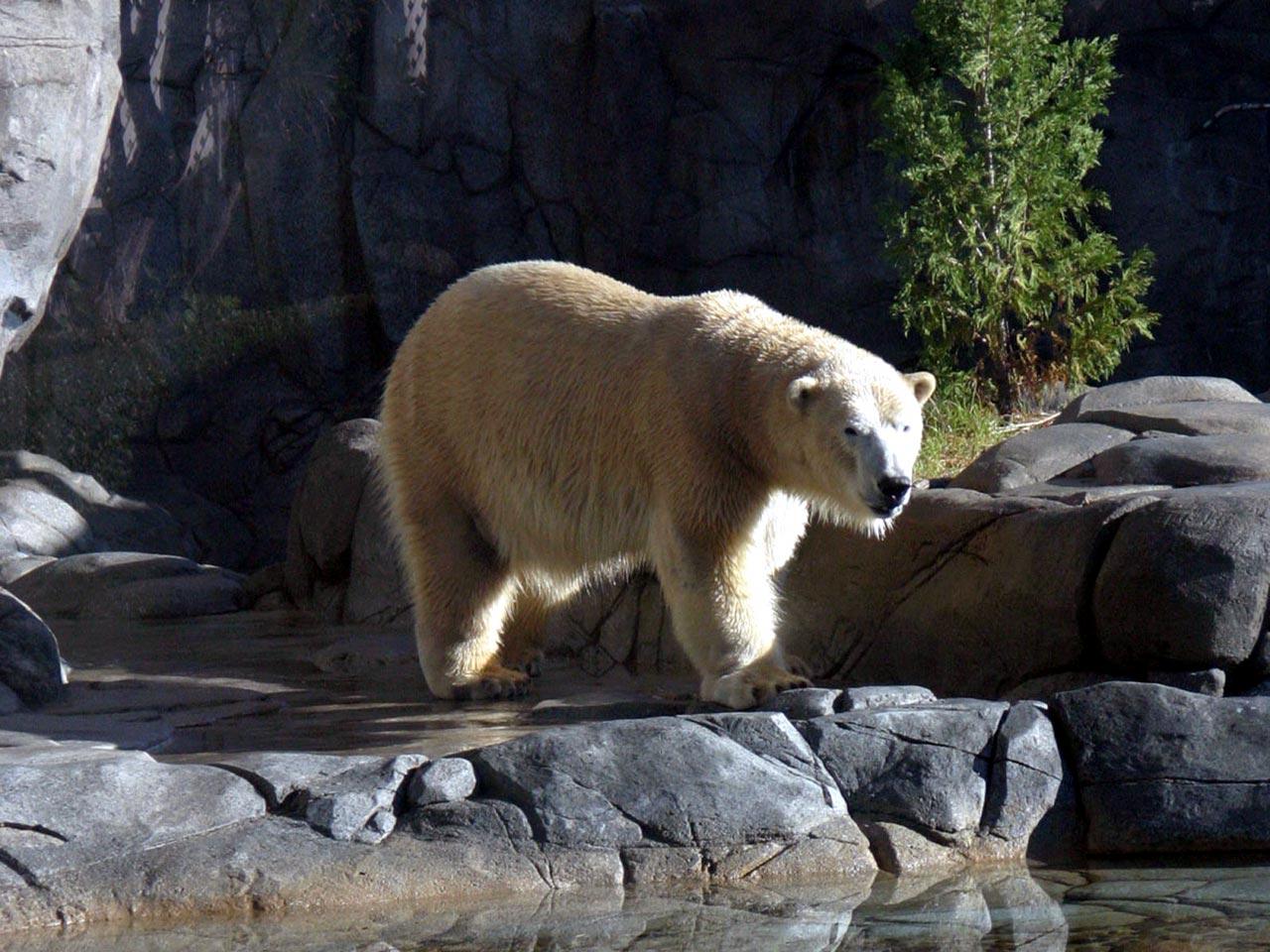 обои Белый медведь на камнях фото