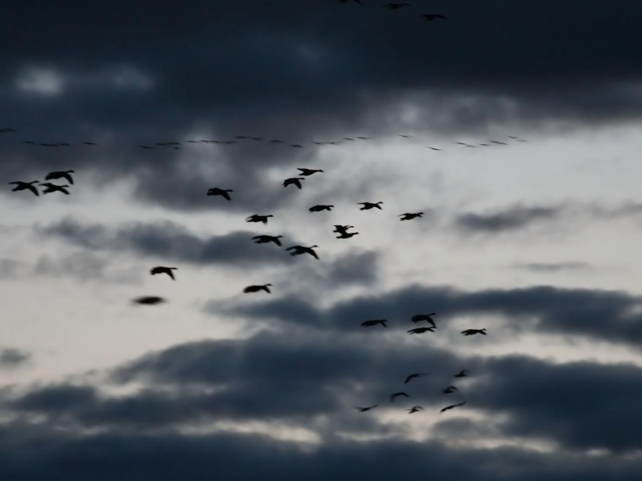 обои Bird floak migrating to the warm south фото