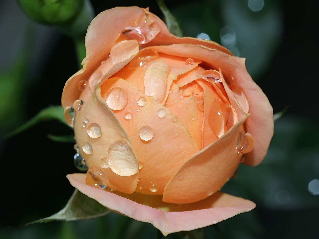 обои Красивейший бутон розы с каплями воды фото