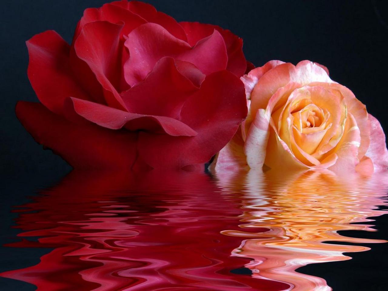 обои Две розы на воде фото