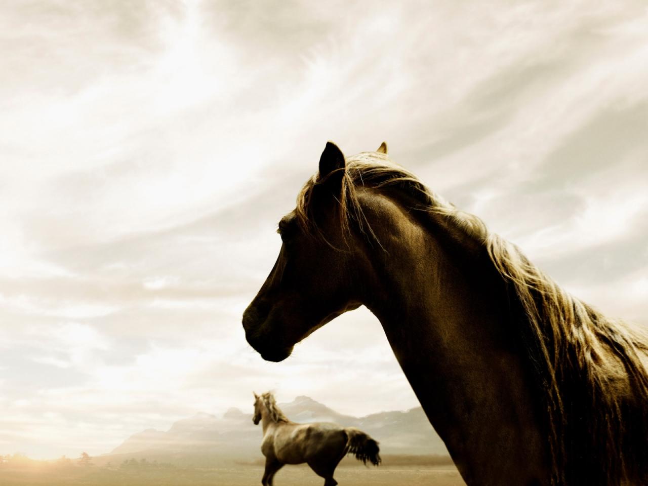 обои Horses фото
