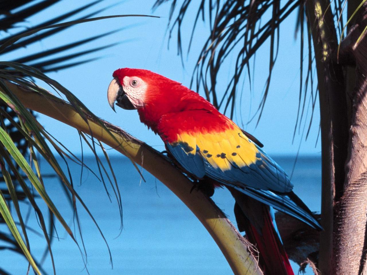 обои Parrot Scarlet Macaw фото