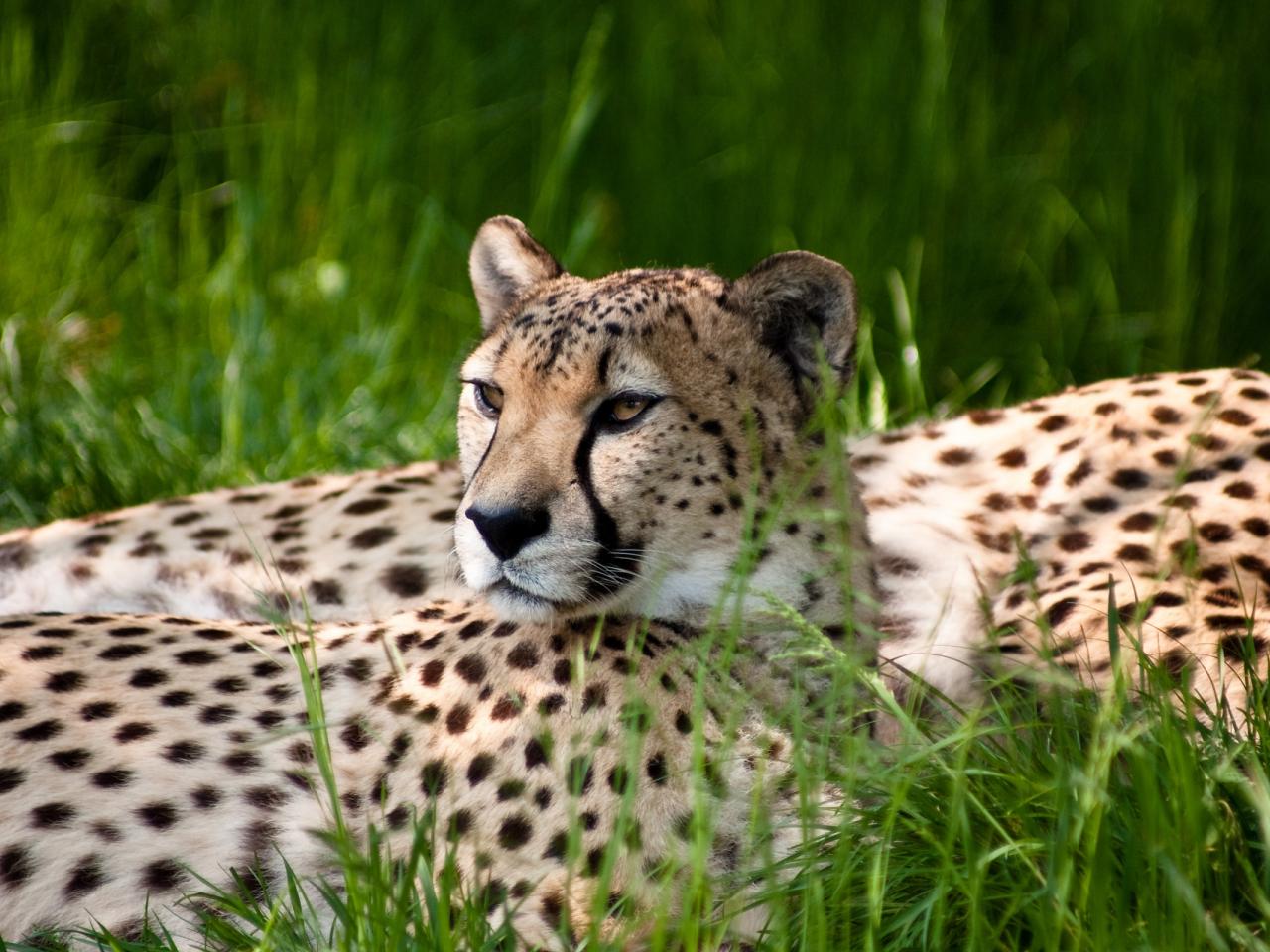 обои Леопард на траве фото