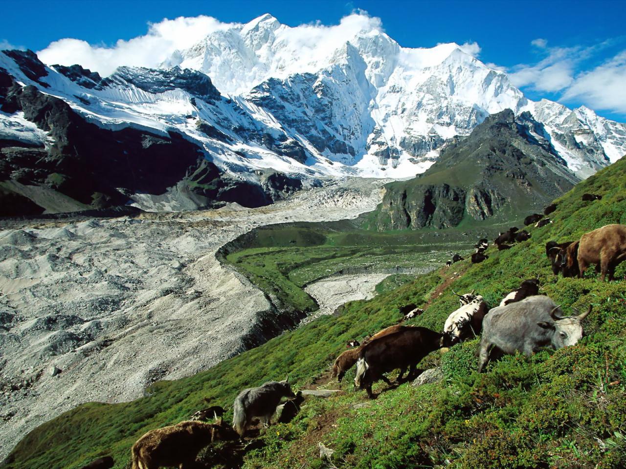 обои Yak Herding, Kangshung Glacier, Tibet фото