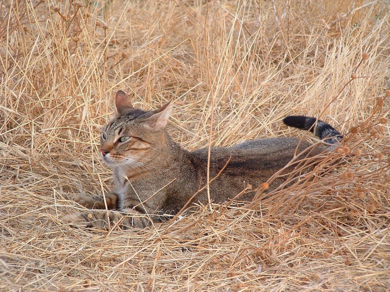 обои Кот в поле фото