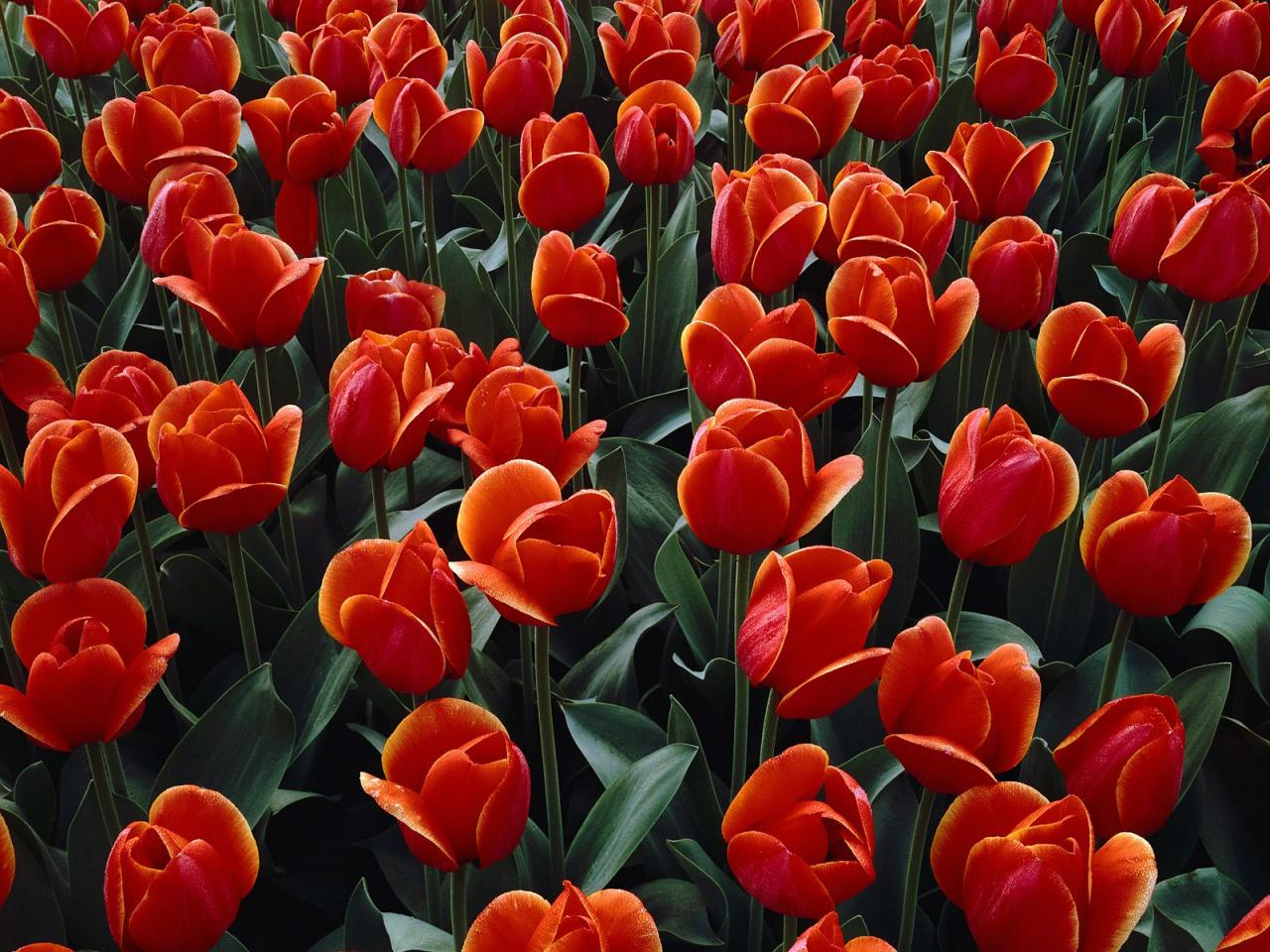обои Red Tulips фото