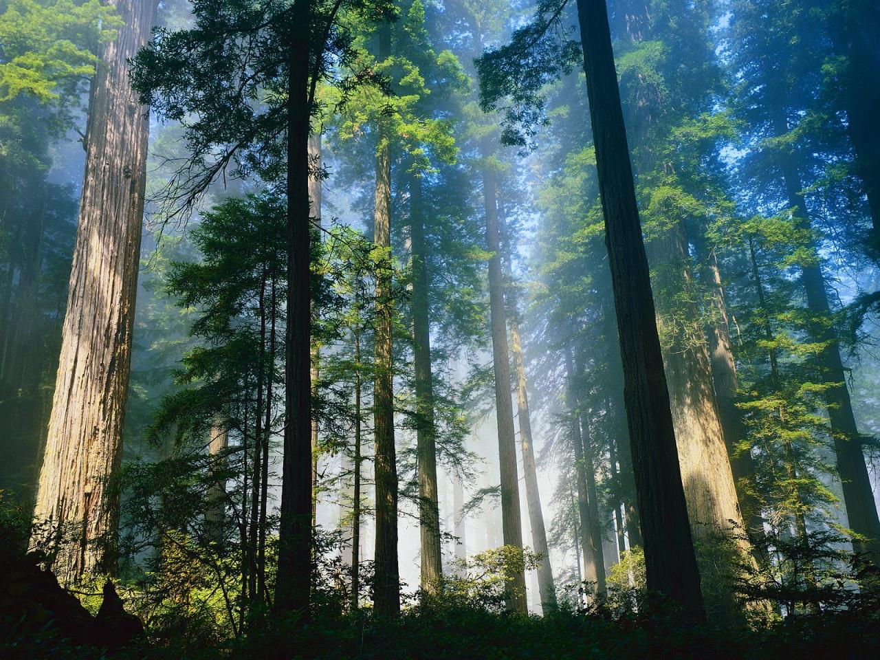 обои Coastal Redwoods, Northern California фото