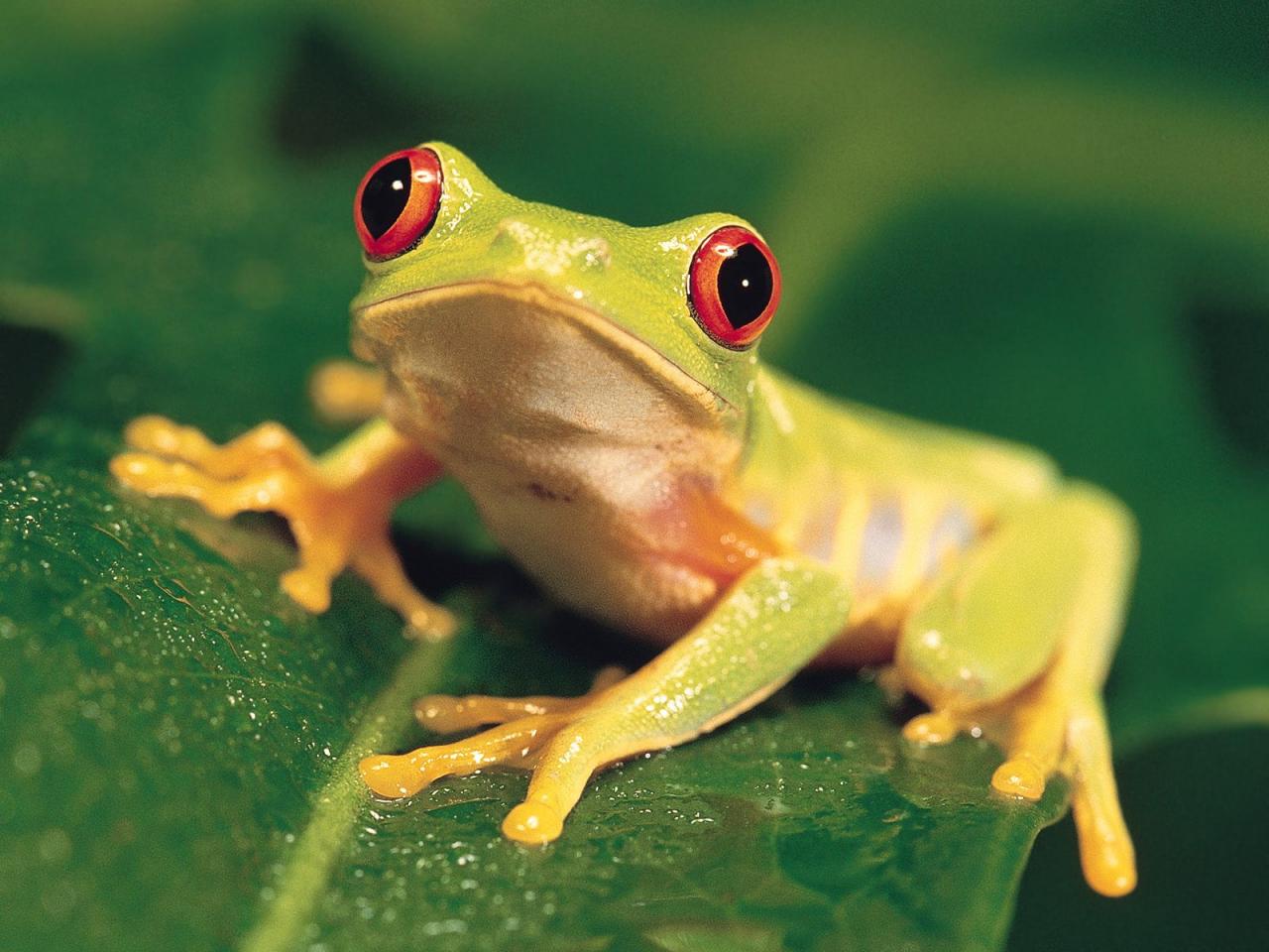 обои Red-Eyed Tree Frog фото