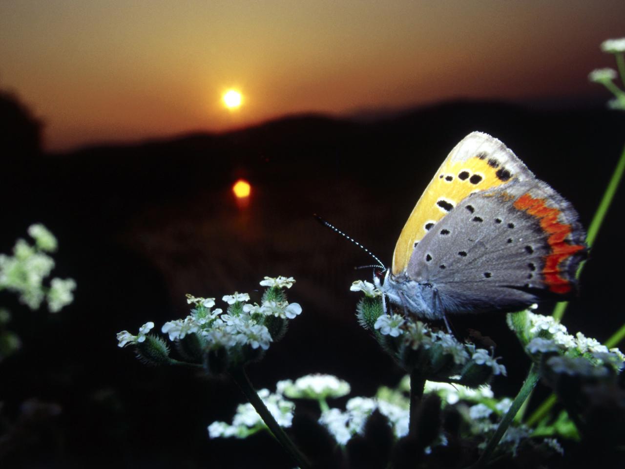 обои Бабочка на фоне заката фото