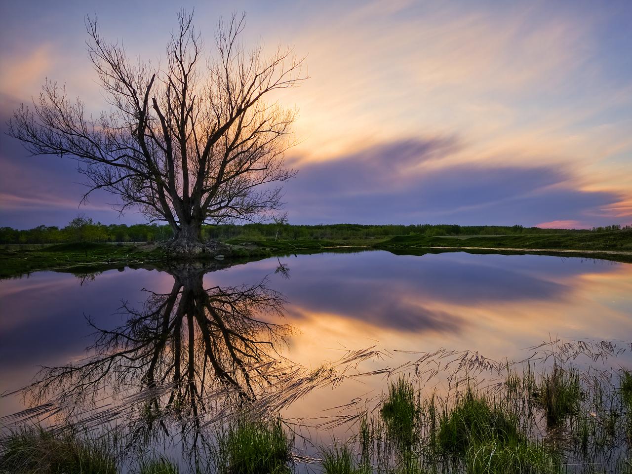 обои Guardian Tree фото