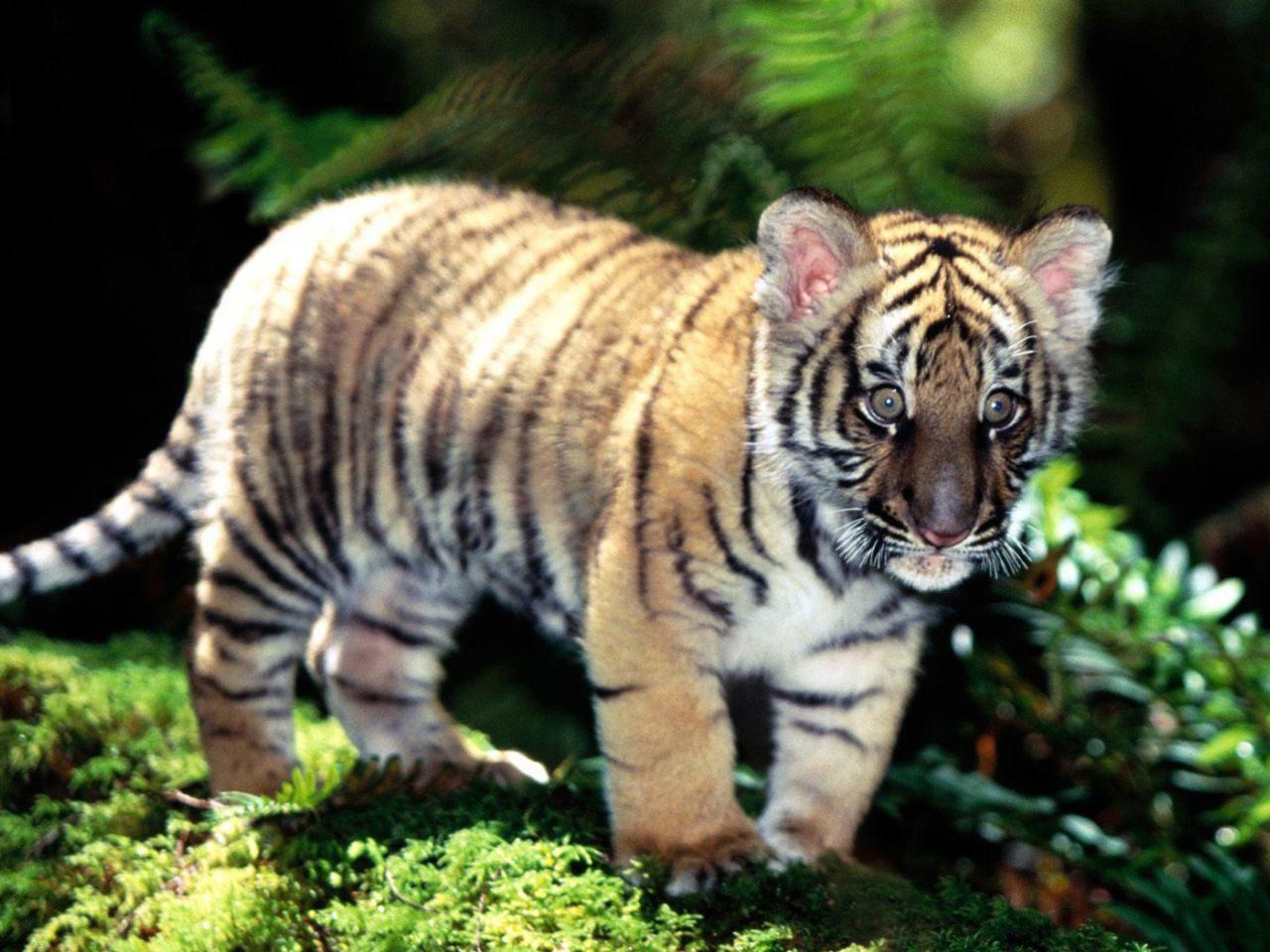 обои Baby tiger lost in woodes фото