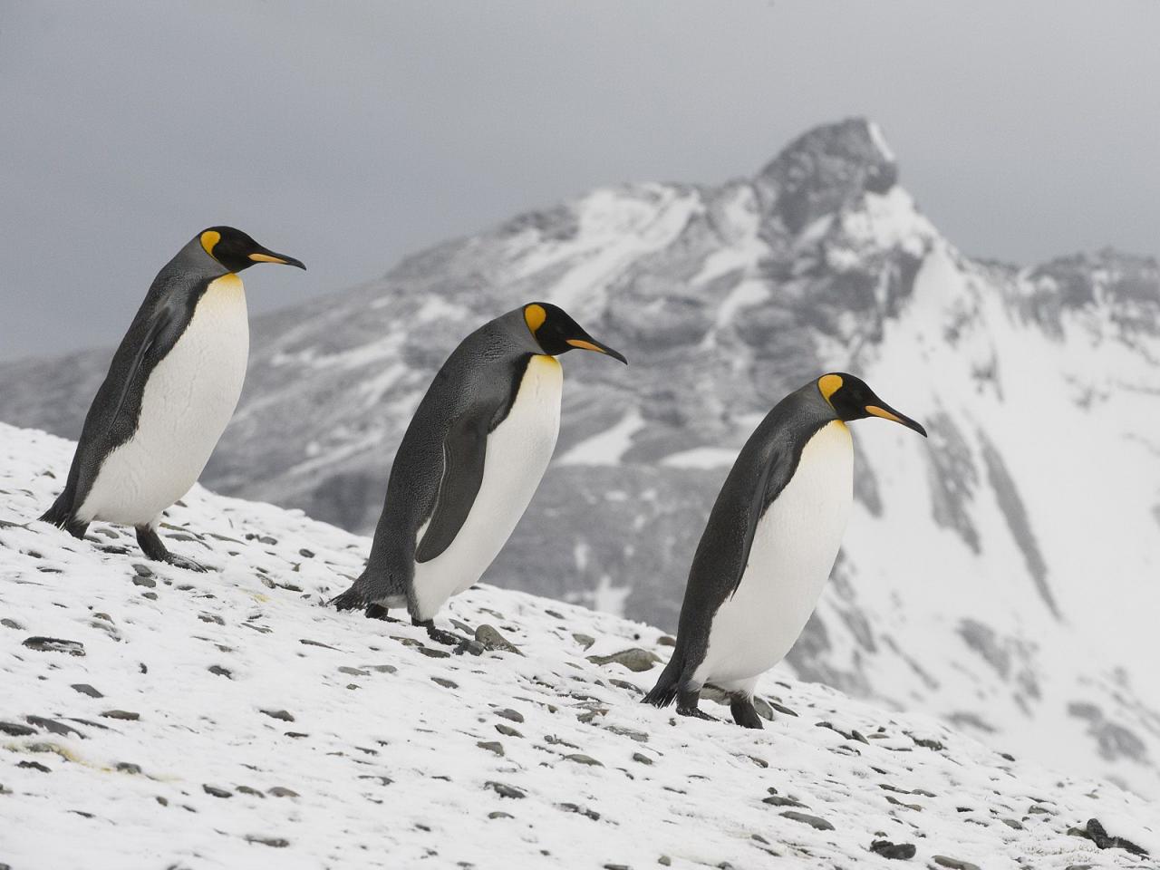 обои Пингвины на прогулке фото