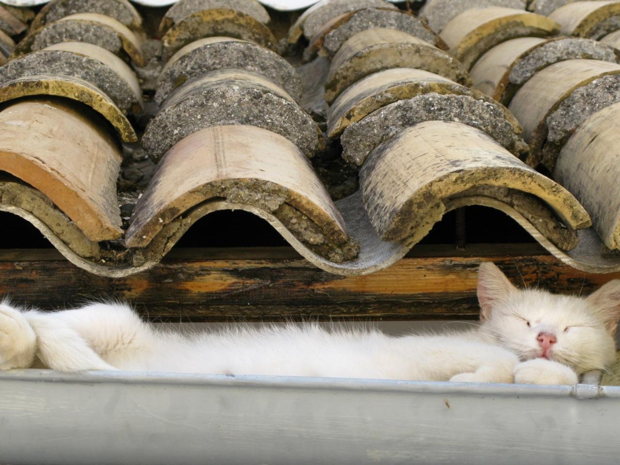 обои Cat on the roof фото