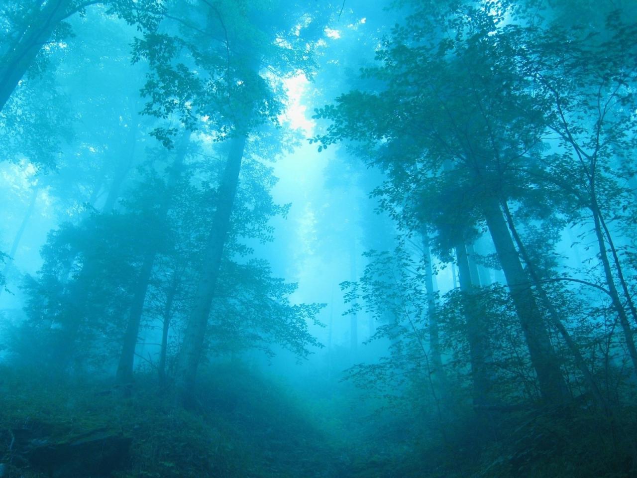 обои Blue forest фото