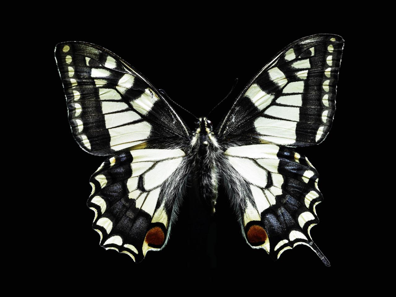 обои Black and white butterfly фото