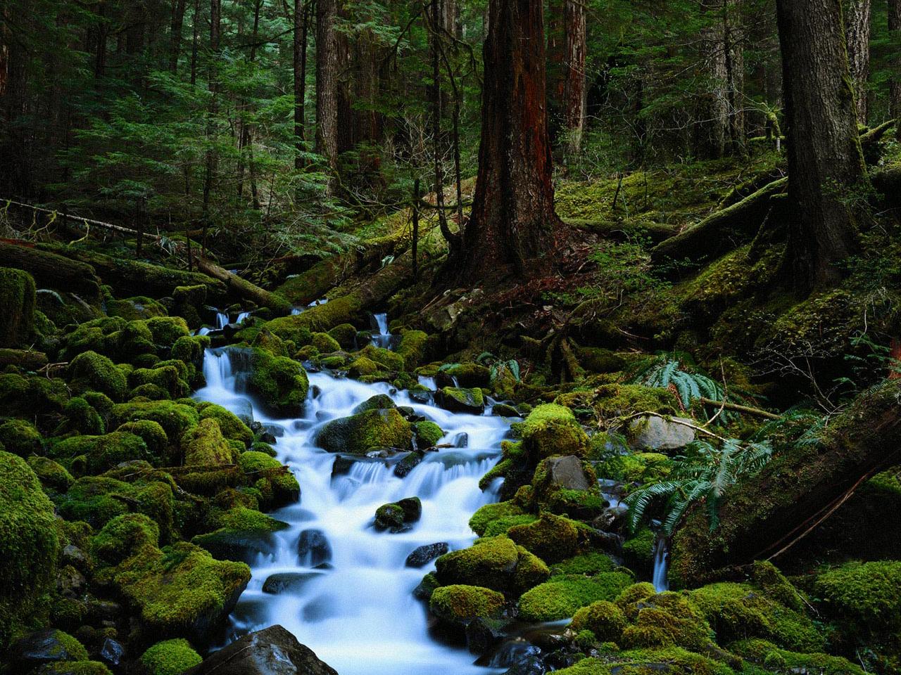 обои Mossy creek фото