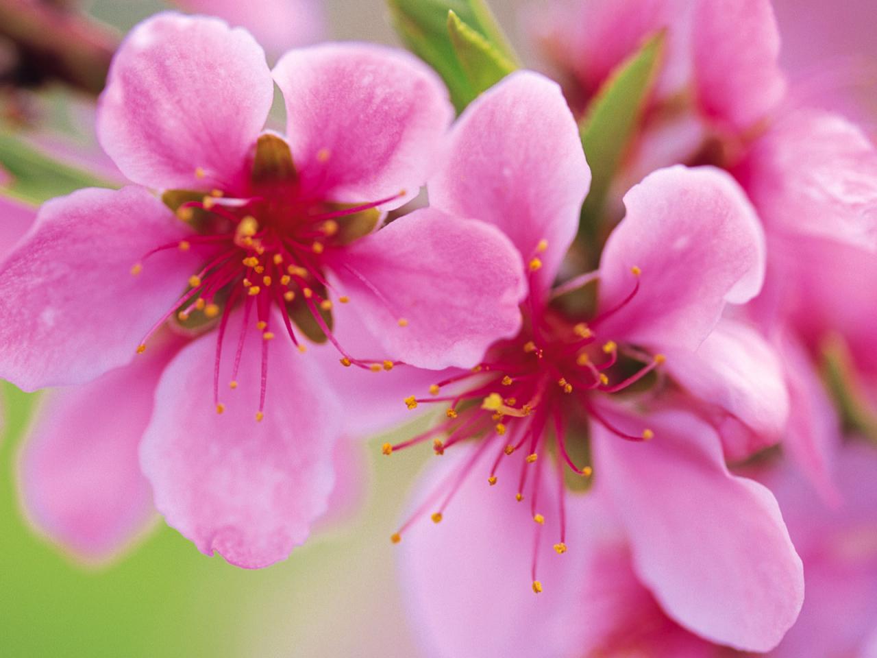 обои Pink flowers in spring фото