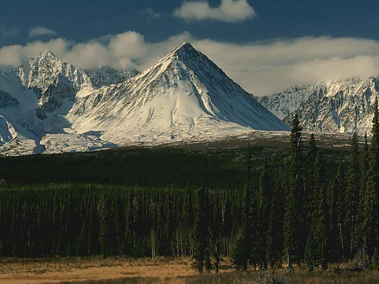 обои Лес на фоне гор фото