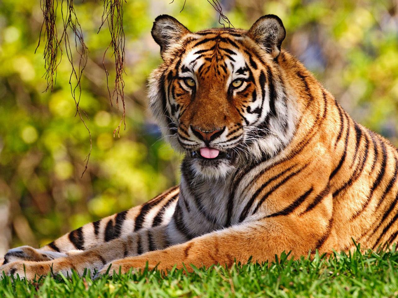 обои A big tiger rest on the grass фото