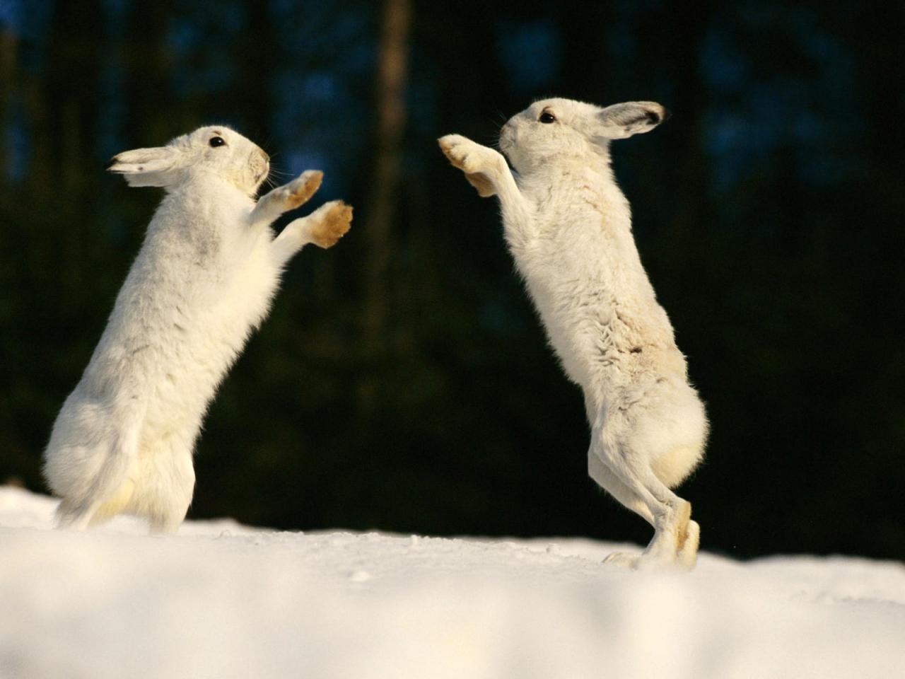 обои Брачные игры зайцев-беляков фото