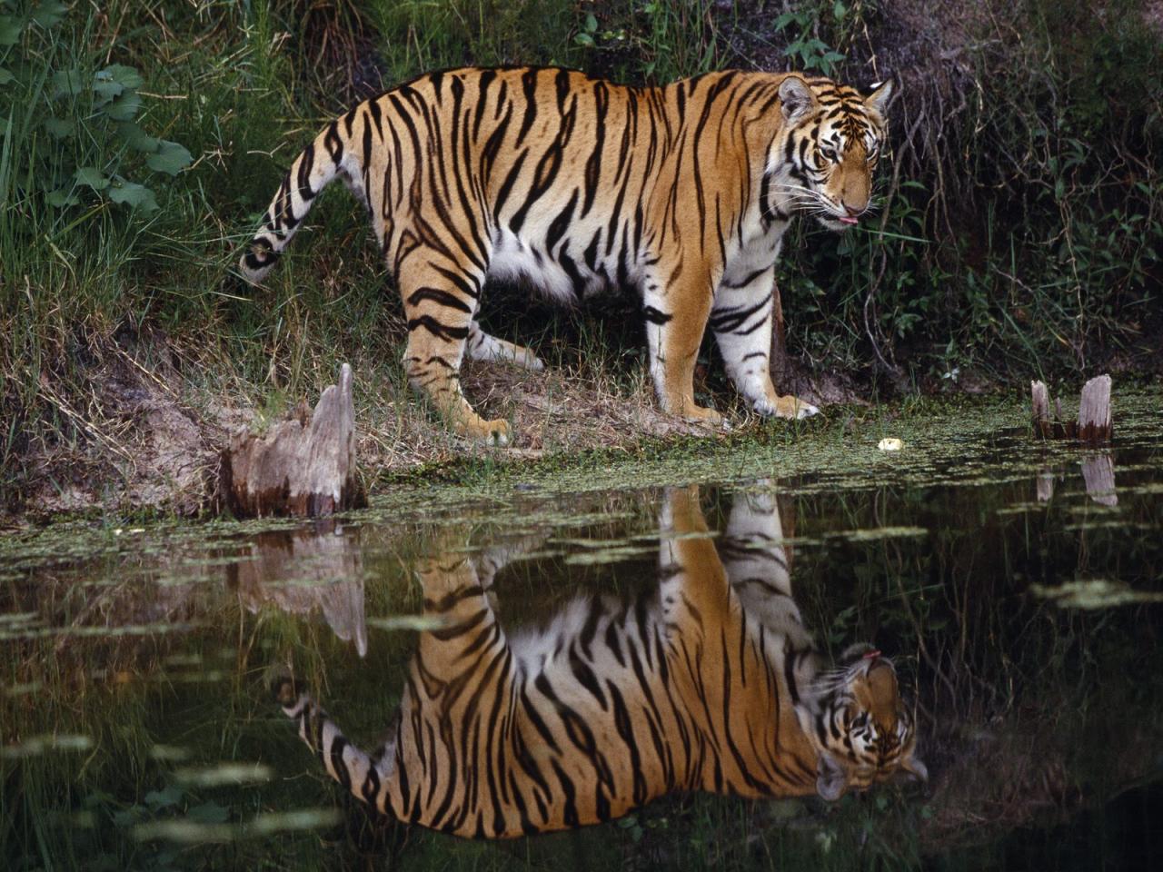 обои Тигр у воды фото