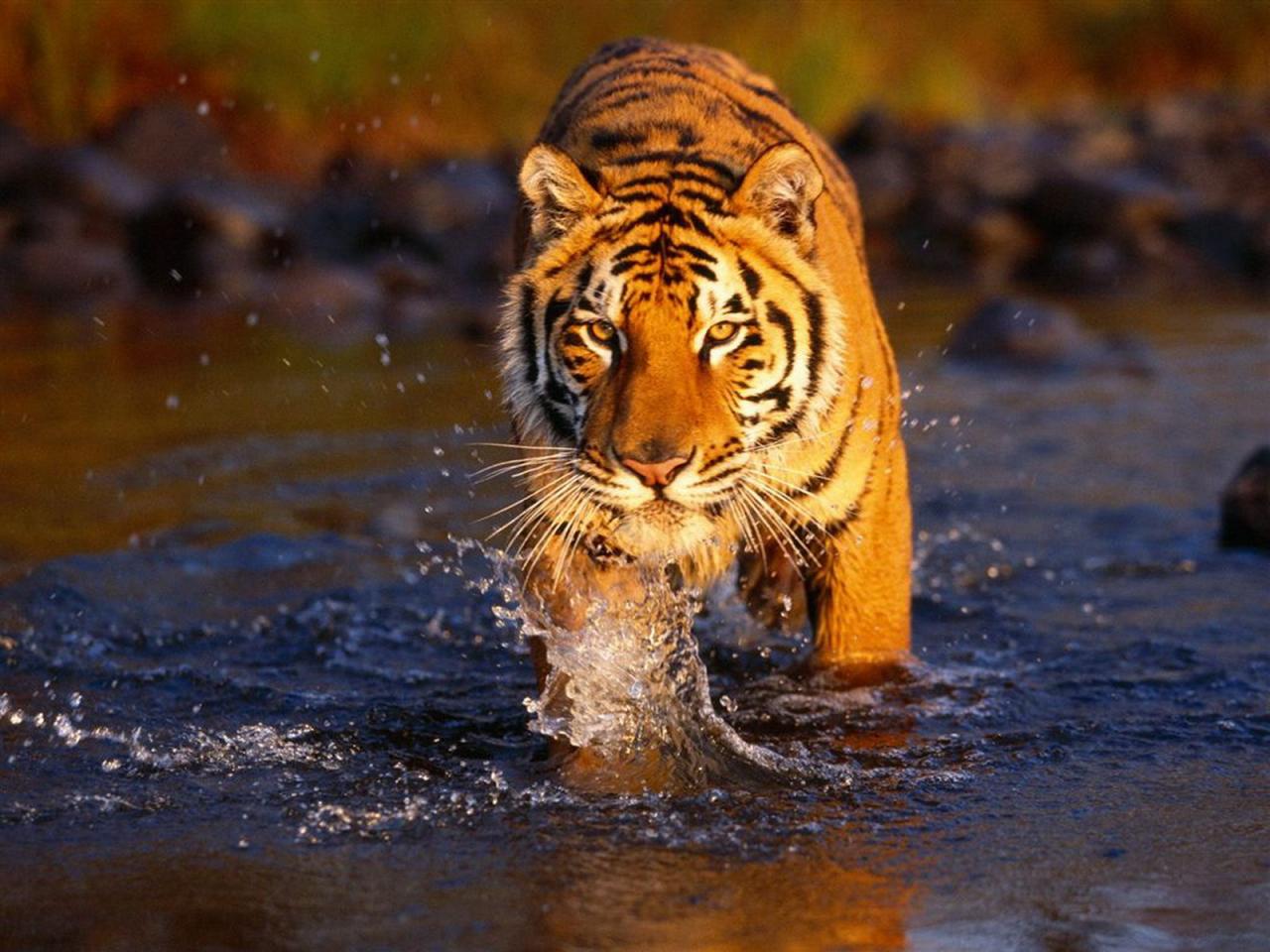 обои Tiger walking in the river фото