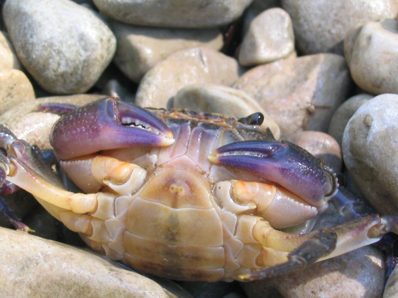 обои Ocean Animal Crab фото