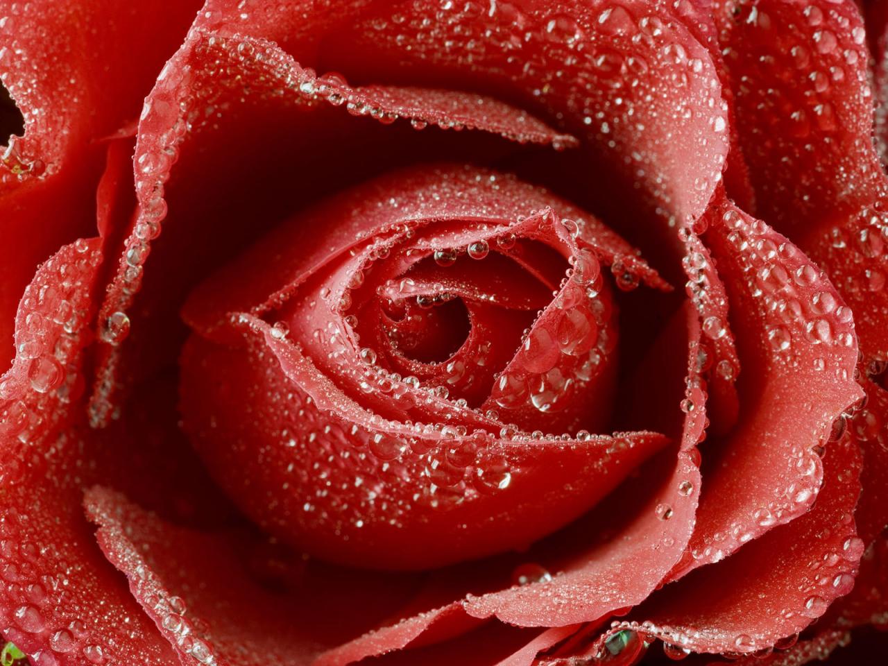 обои Нежно красная роза в каплях росы фото