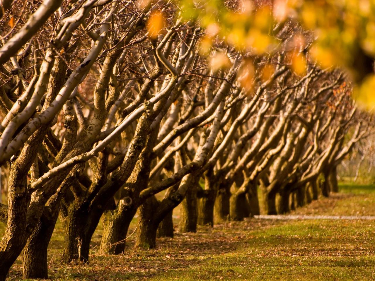 обои A fruit orchard in Cromwell, New Zealand фото