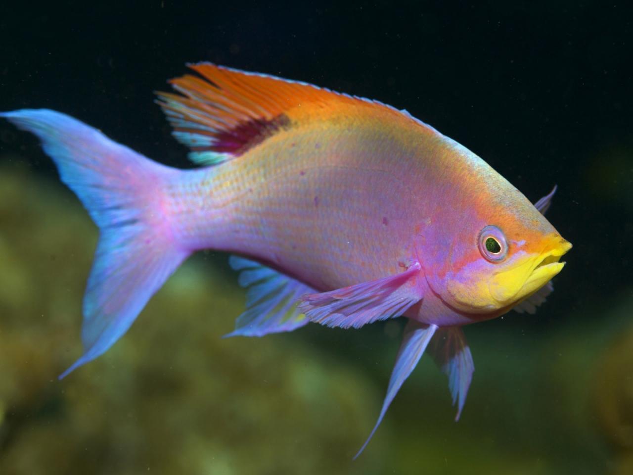 обои Beautiful fish фото