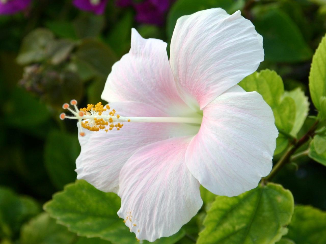 обои Flowers Hibiscus фото