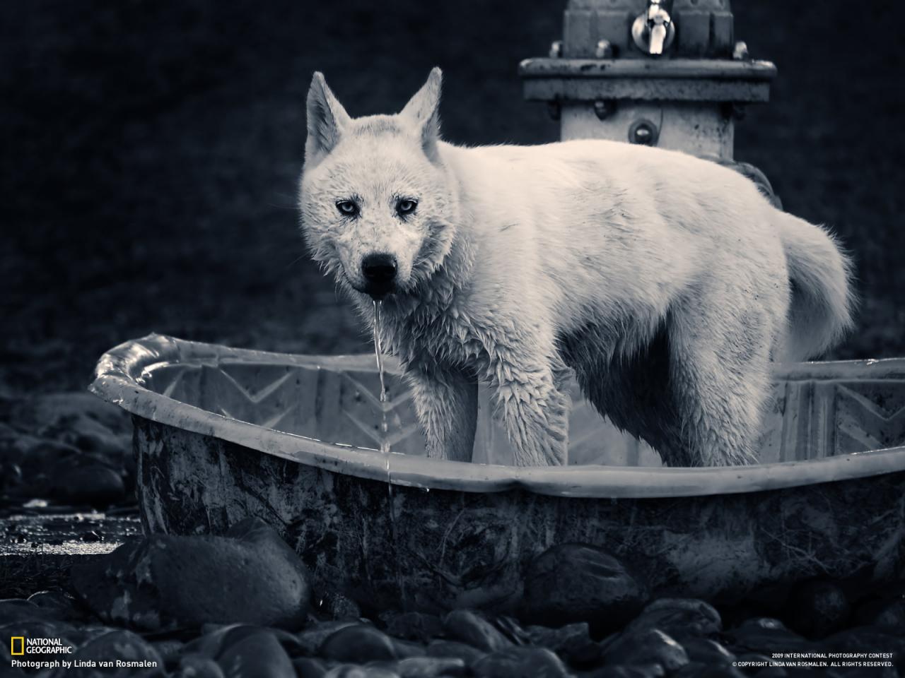 обои Wolf in the bathroom фото