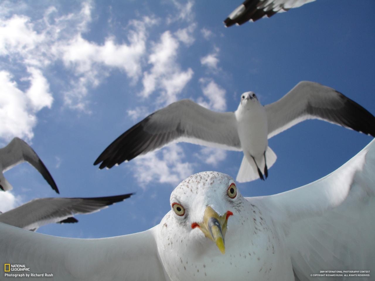 обои Birds in the sky фото