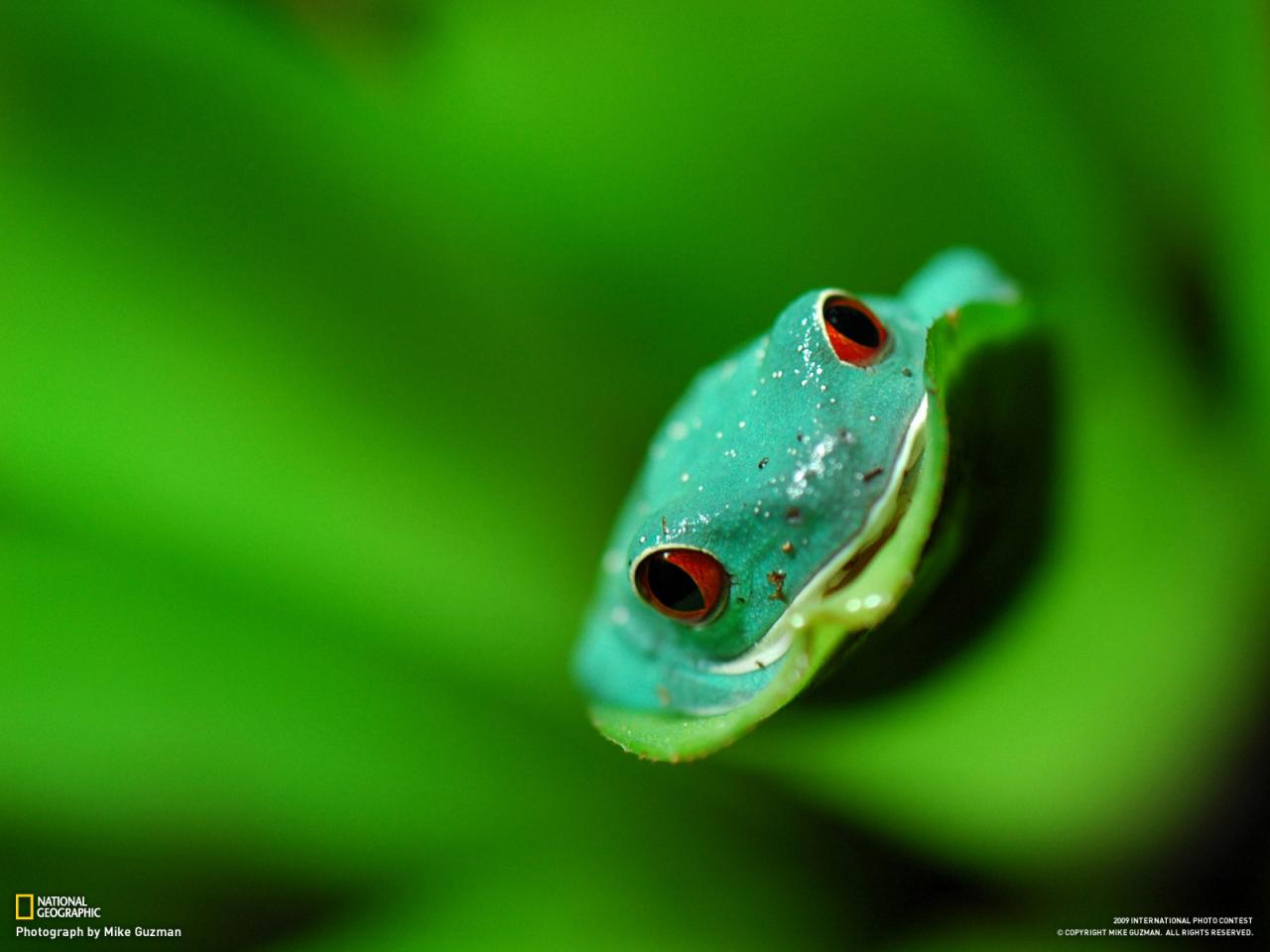 обои Reptiles Frog фото