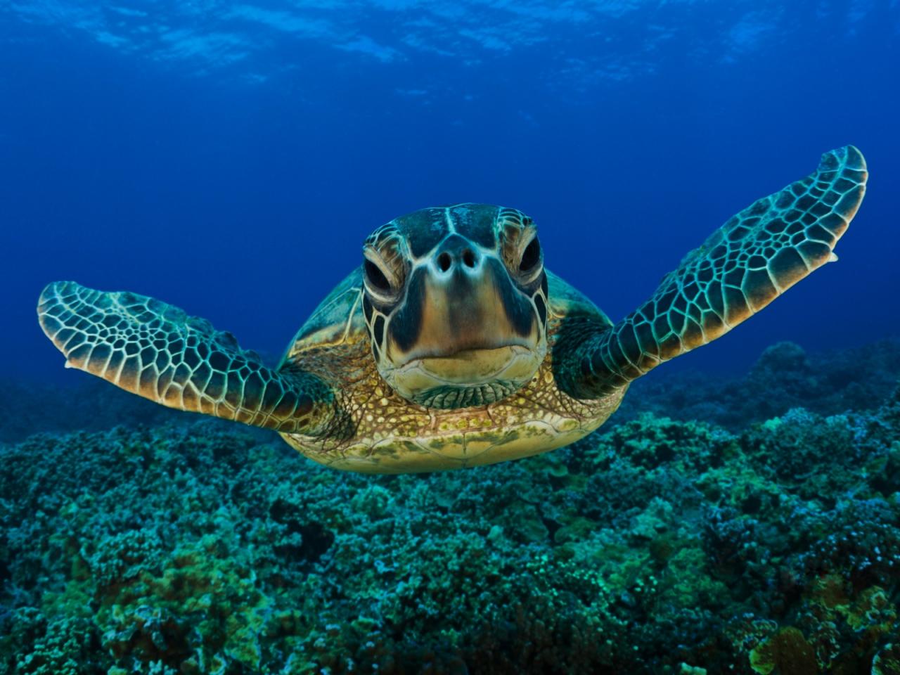 обои Sea turtle фото