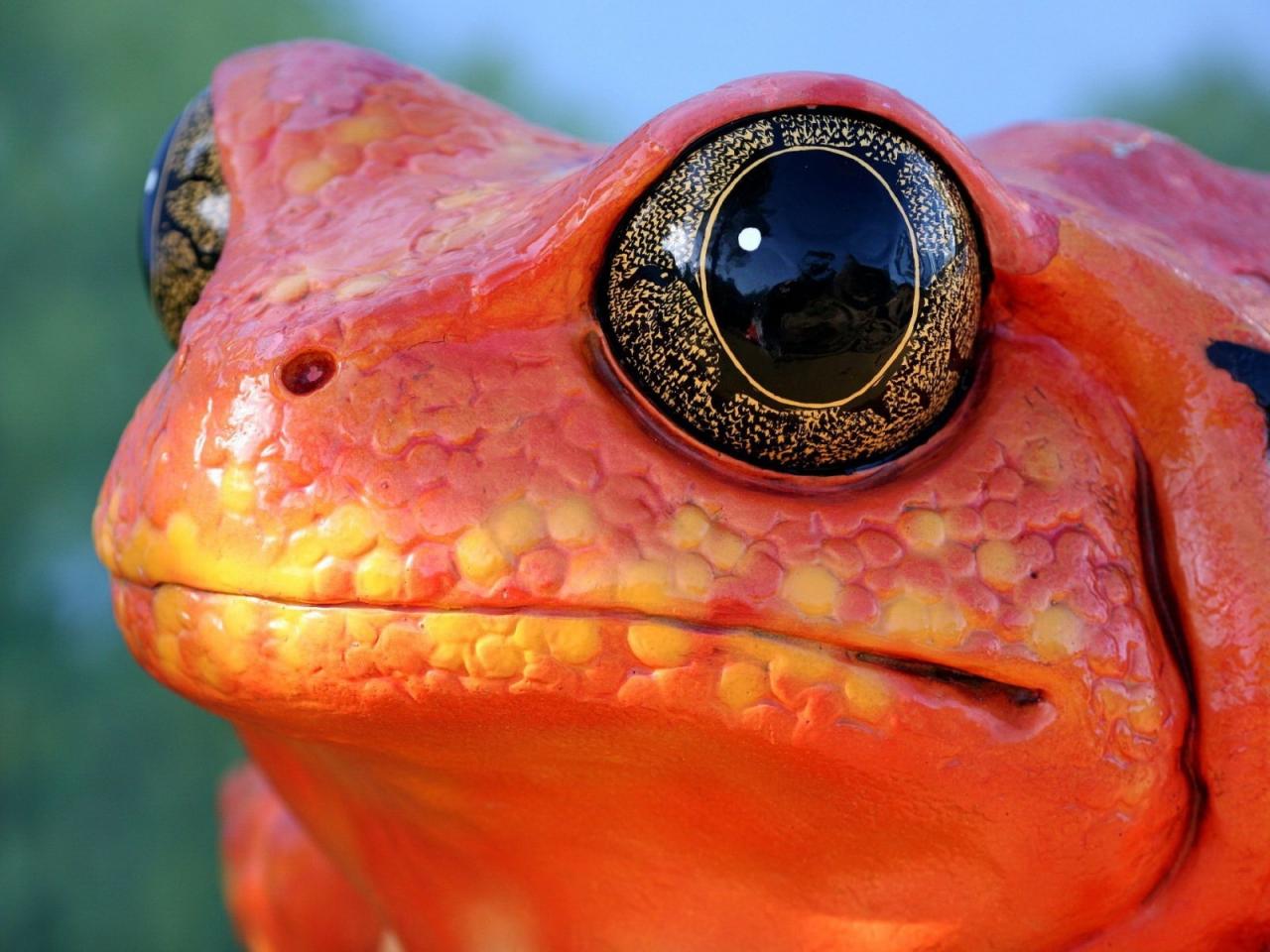 обои Reptiles Red frog фото