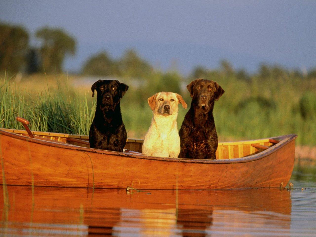 обои Три собаки в лодке фото