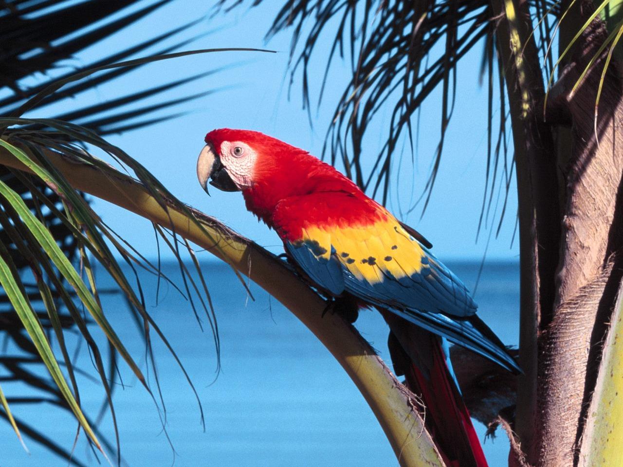 обои Попугай Scarlet Macaw фото