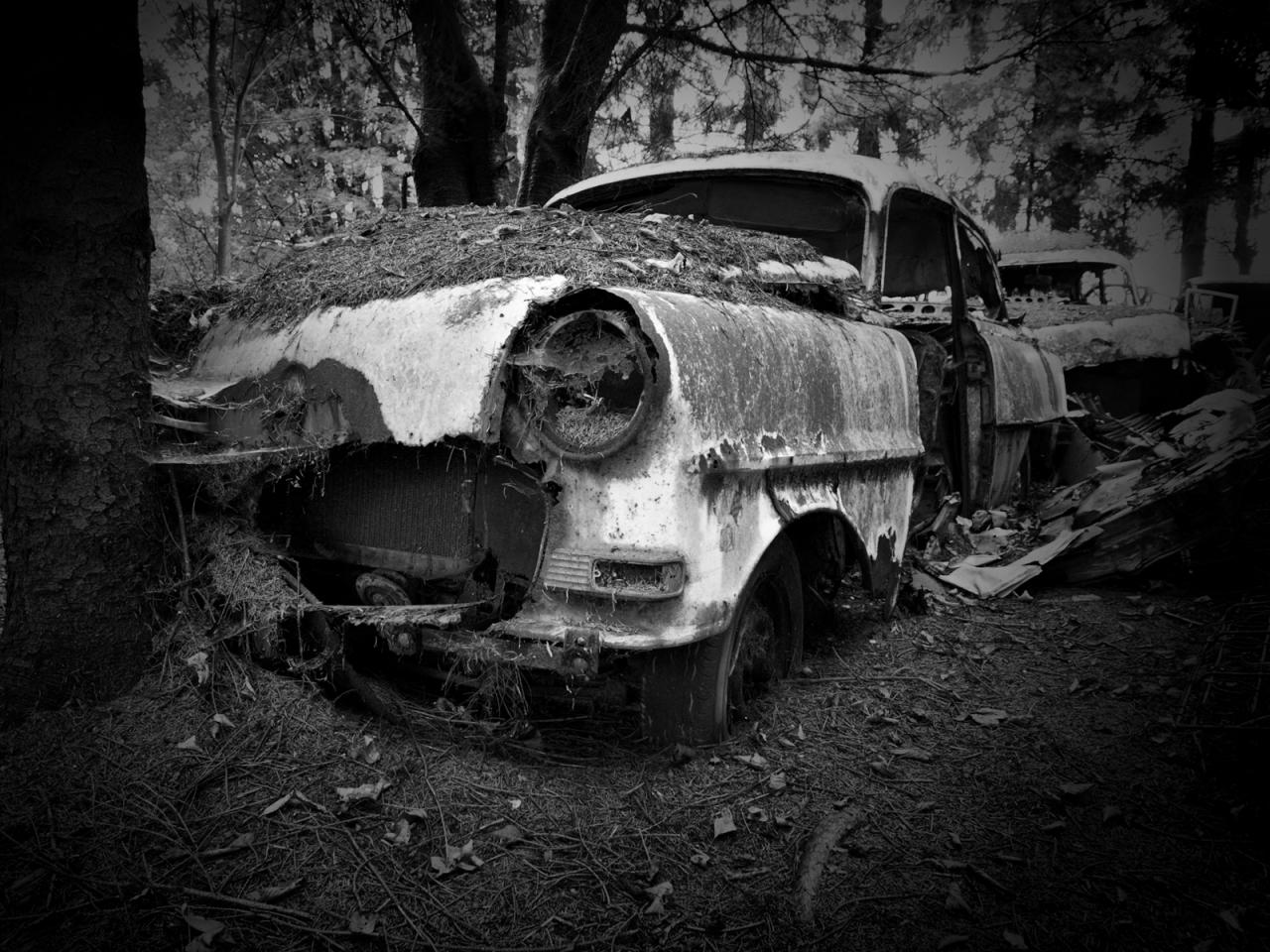 обои Old forest car фото