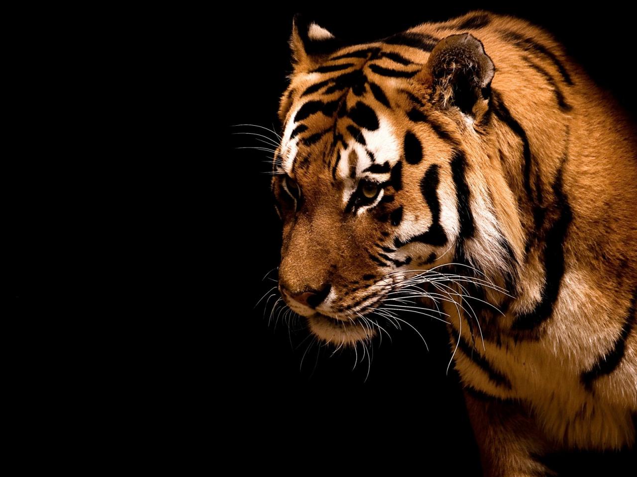 обои Tiger on a black background фото