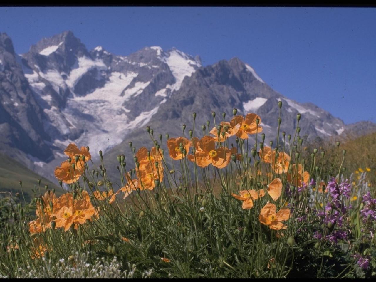 обои Гора и оранжевые цветы фото